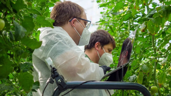 Na Moravě vzniká speciální robot hlídající rajčatovou úrodu. Bude schopnější než člověk, kterému ušetří čas