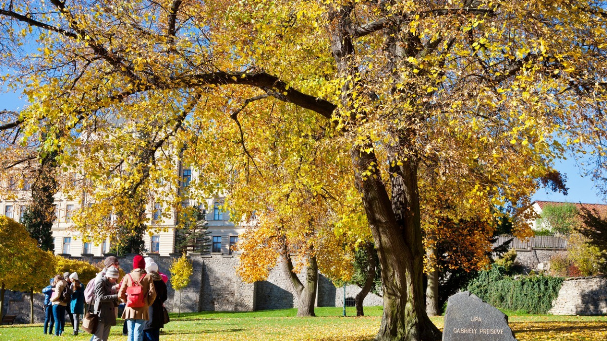 Y Soft Ventures podporuje zdraví stromů. Investuje do ARBO Technologies a otevírá Startup Studio