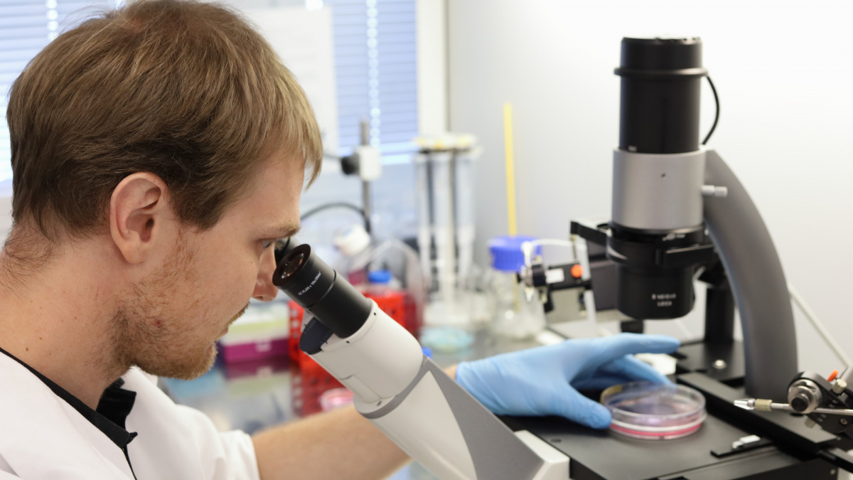 Český startup Bene Meat Technologies pracuje na kultivovaném mase s nestárnoucími buňkami